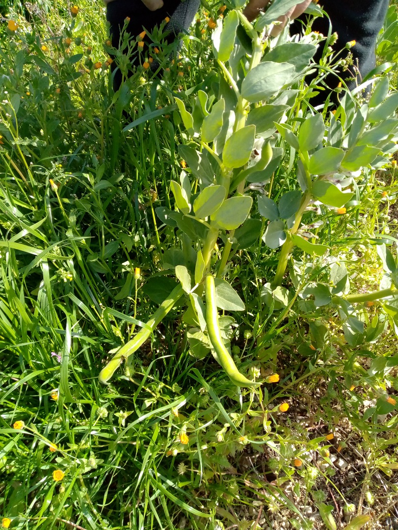 Beans from Bari