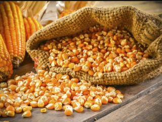 We offer corn for export. Complies with GOST. With