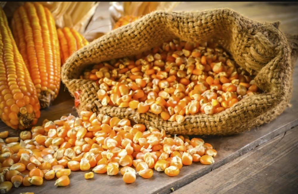 We offer corn for export