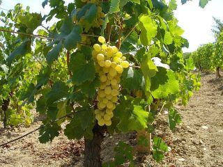 My father, who lives in Macedonia, has a wine-growing