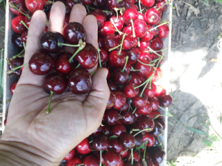 We will sell cherries : Burlat, Sweet Arianna. Black