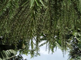 We sale fresh rosemary leaves right from the garden