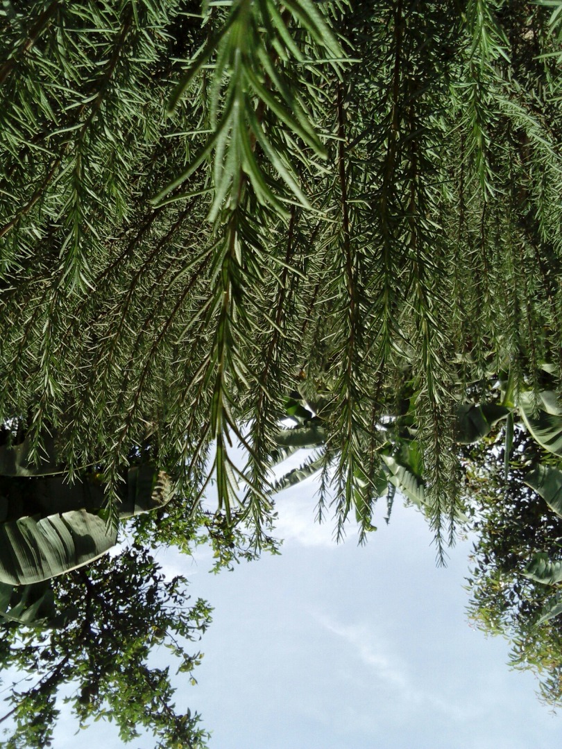 We sale fresh rosemary leaves right from the garden and rosemary seedlings