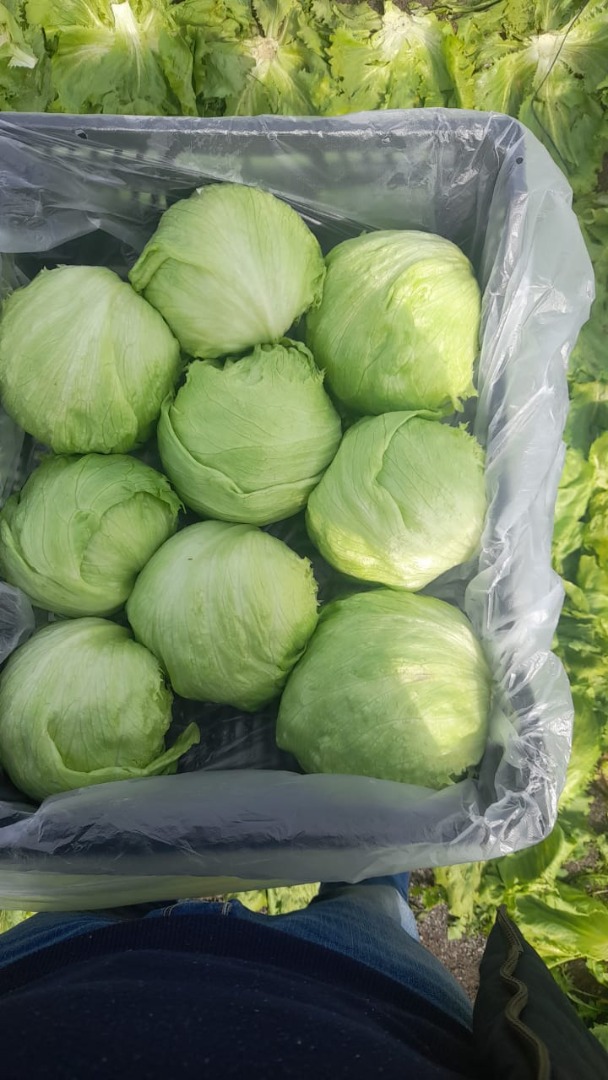 hello an Italian company can supply vegetables and chips if interested