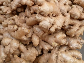 Big seize Nigeria ginger and Freshly gotten from the