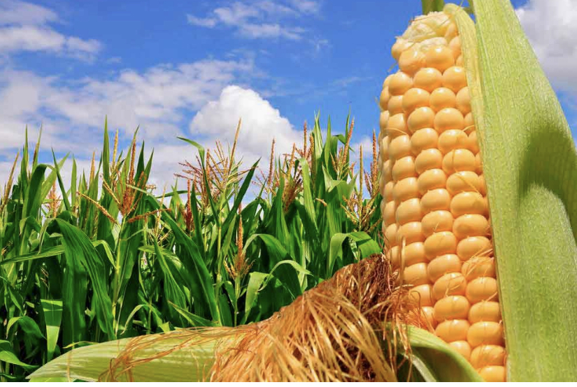 Dear Sirs, We are one of the leading Company of growing and exporting grains origin Ukraine