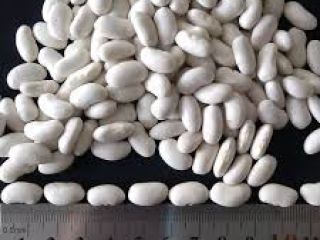 White beans (kidneys) for sale