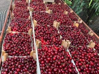 We sell cherries in big quantities. The ripening date