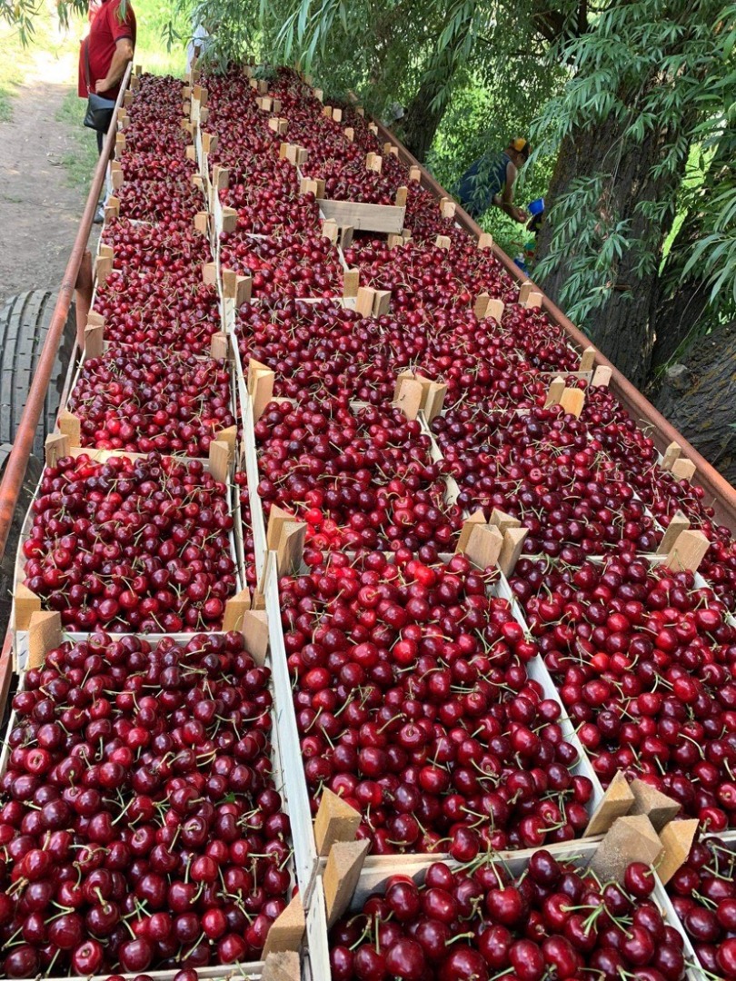 We sell cherries in big quantities