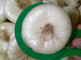 I will sell onions at good prices