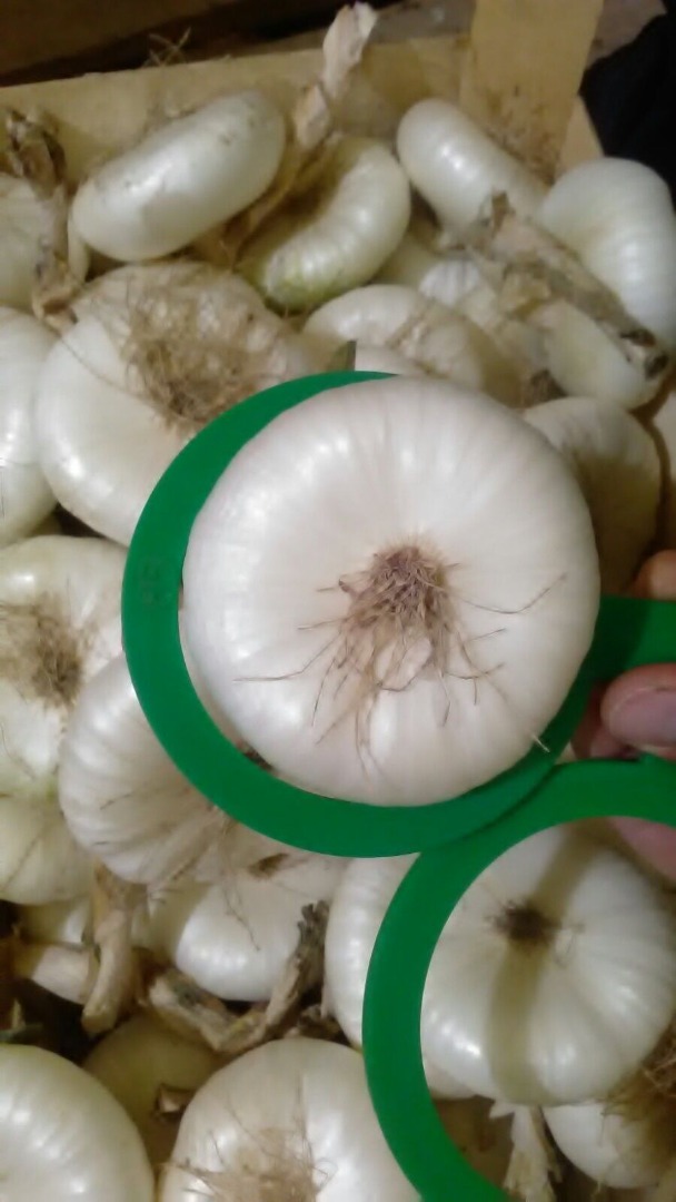 I will sell onions at good prices