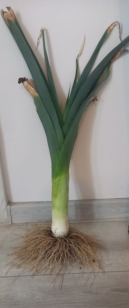 I will sell a thick leek straight from the field