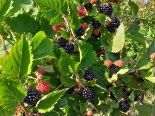 Fresh thornfree blackberries