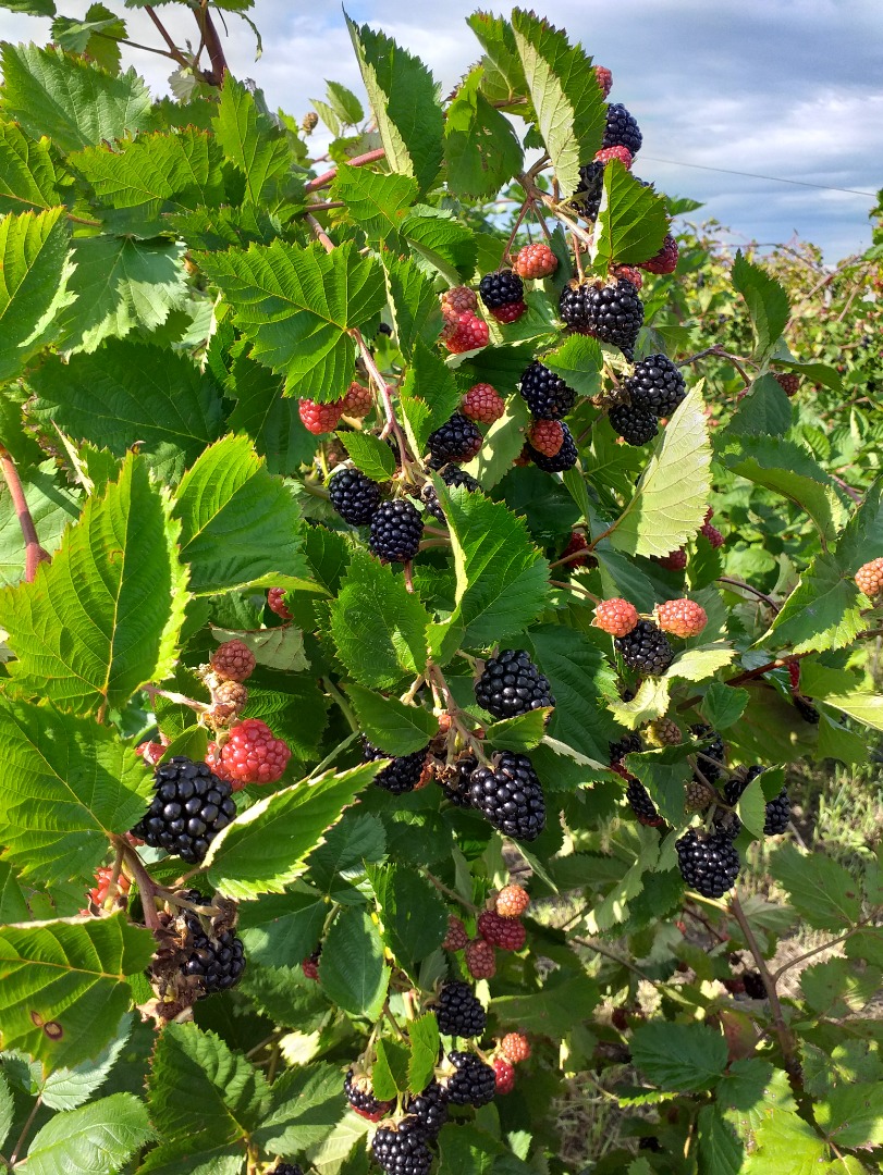 Fresh thornfree blackberries