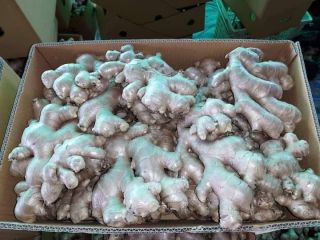 Fresh ginger now in UK store If you would