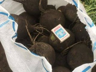 Hurt: -Koperek -Pietruszka -buraczany -Cebula -Kalafior -Daikon - marchewki