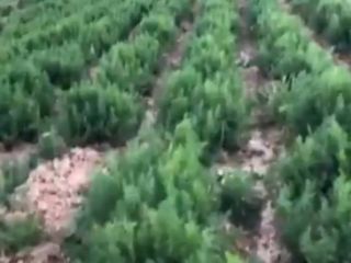 Sell wholesale dill Vladyslav