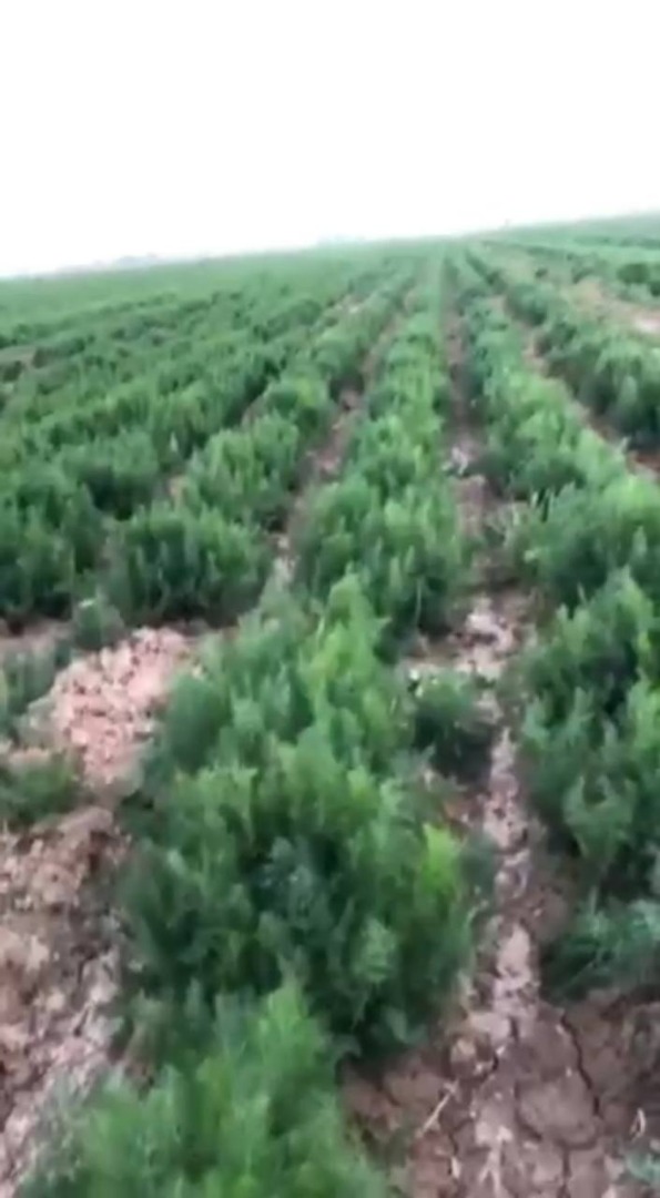Sell wholesale dill Vladyslav