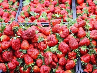 I will sell a Spanish strawberry only in wholesale
