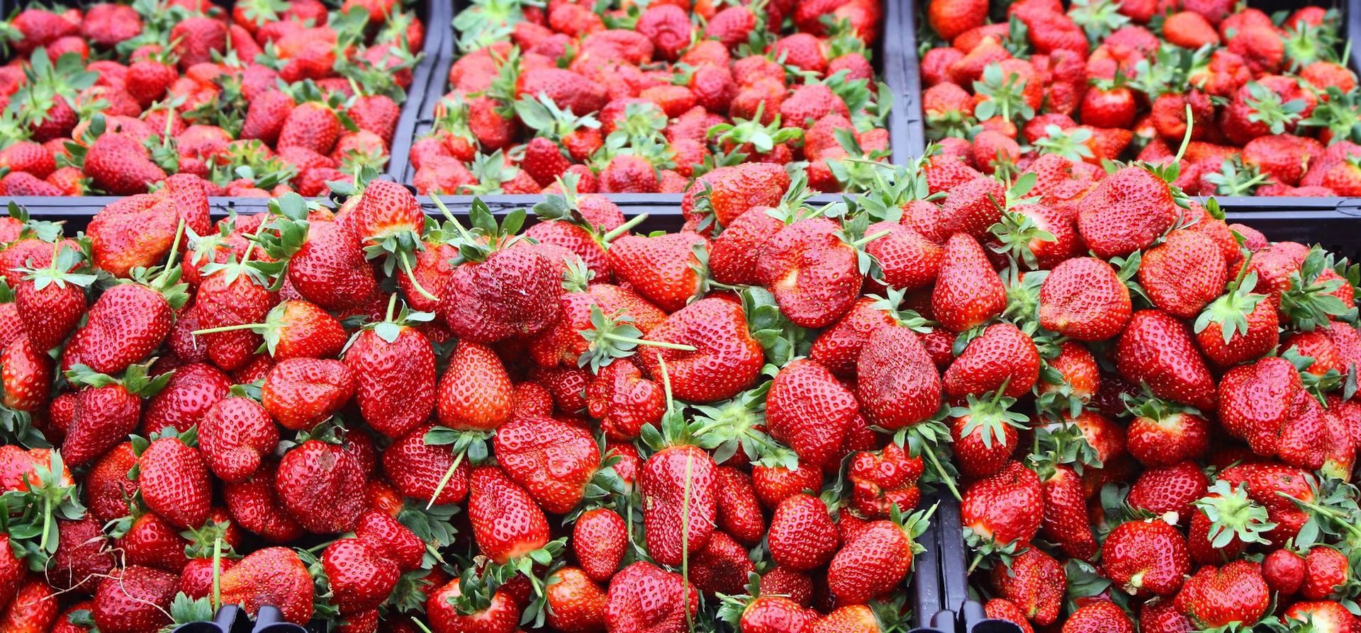 I will sell a Spanish strawberry only in wholesale pallet quantities