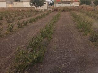 We have around 100 decares of Viking/Nero aronia -