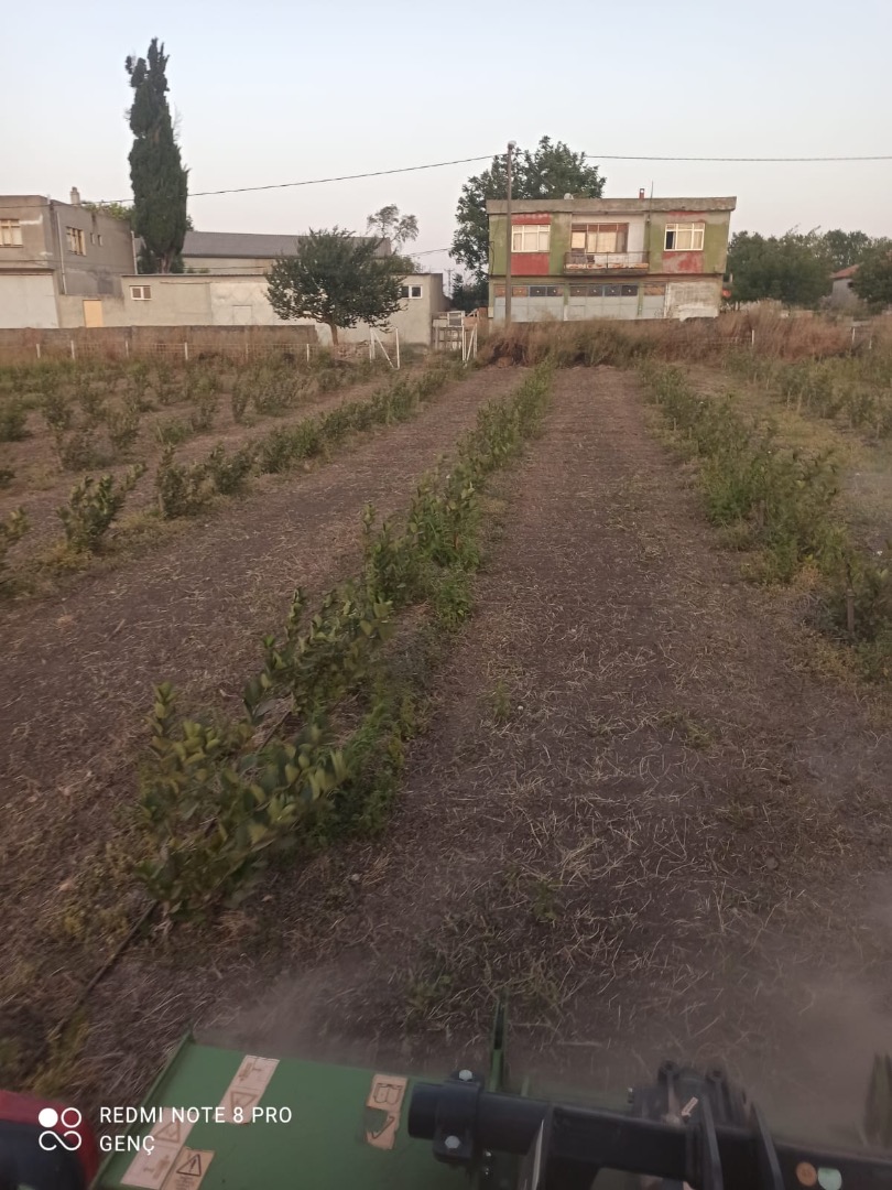 We have around 100 decares of Viking/Nero aronia - chokeberry