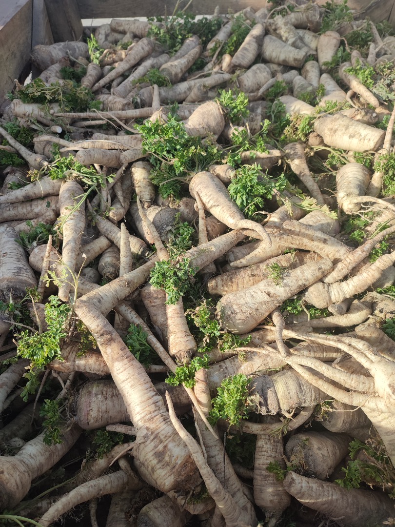 I will sell parsley straight from the field
