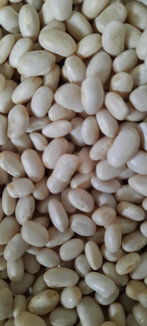 Beans for sale !!!