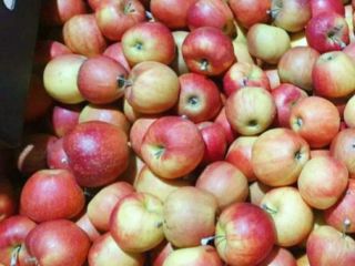 Hello, I am selling various assorted Moldovan apples, preferably
