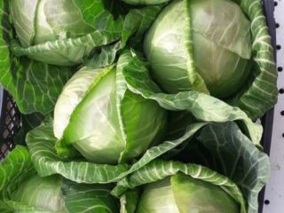 Fresh cabbage, average weight 1.2-2 kg