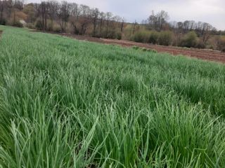 I will sell chives from the ground. Bunches or