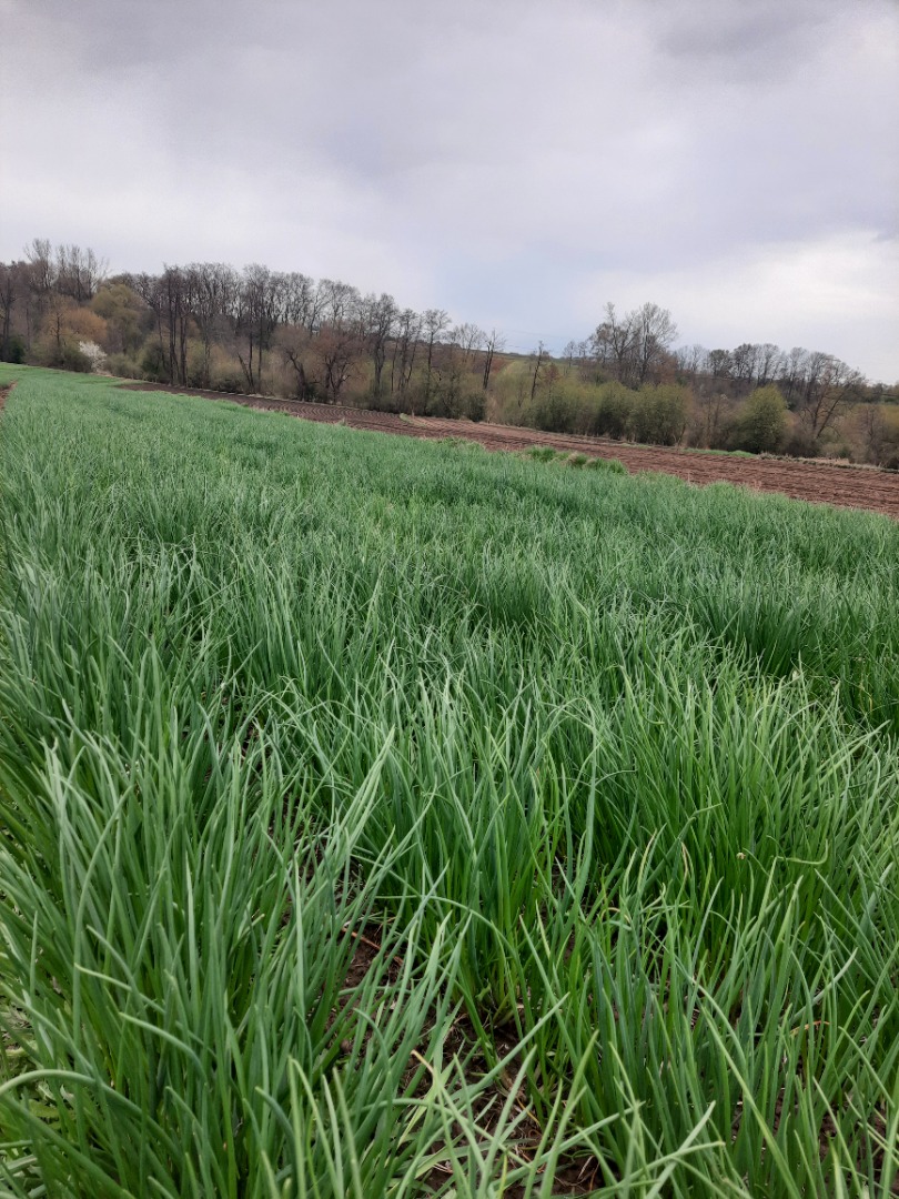 I will sell chives from the ground