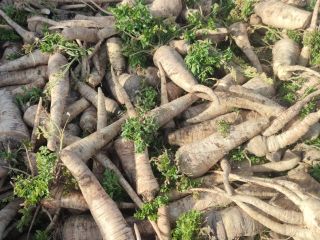 I am selling large amounts of parsley. Pretty, straight