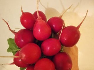 I will sell a radish at the beginning of