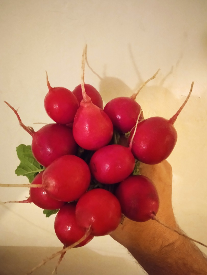 I will sell a radish at the beginning of May