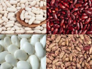 Beans Natur Product sells high-quality beans of various varieties.