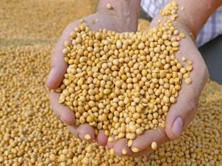 Good morning. I will sell soybeans. Price 2.70 PLN