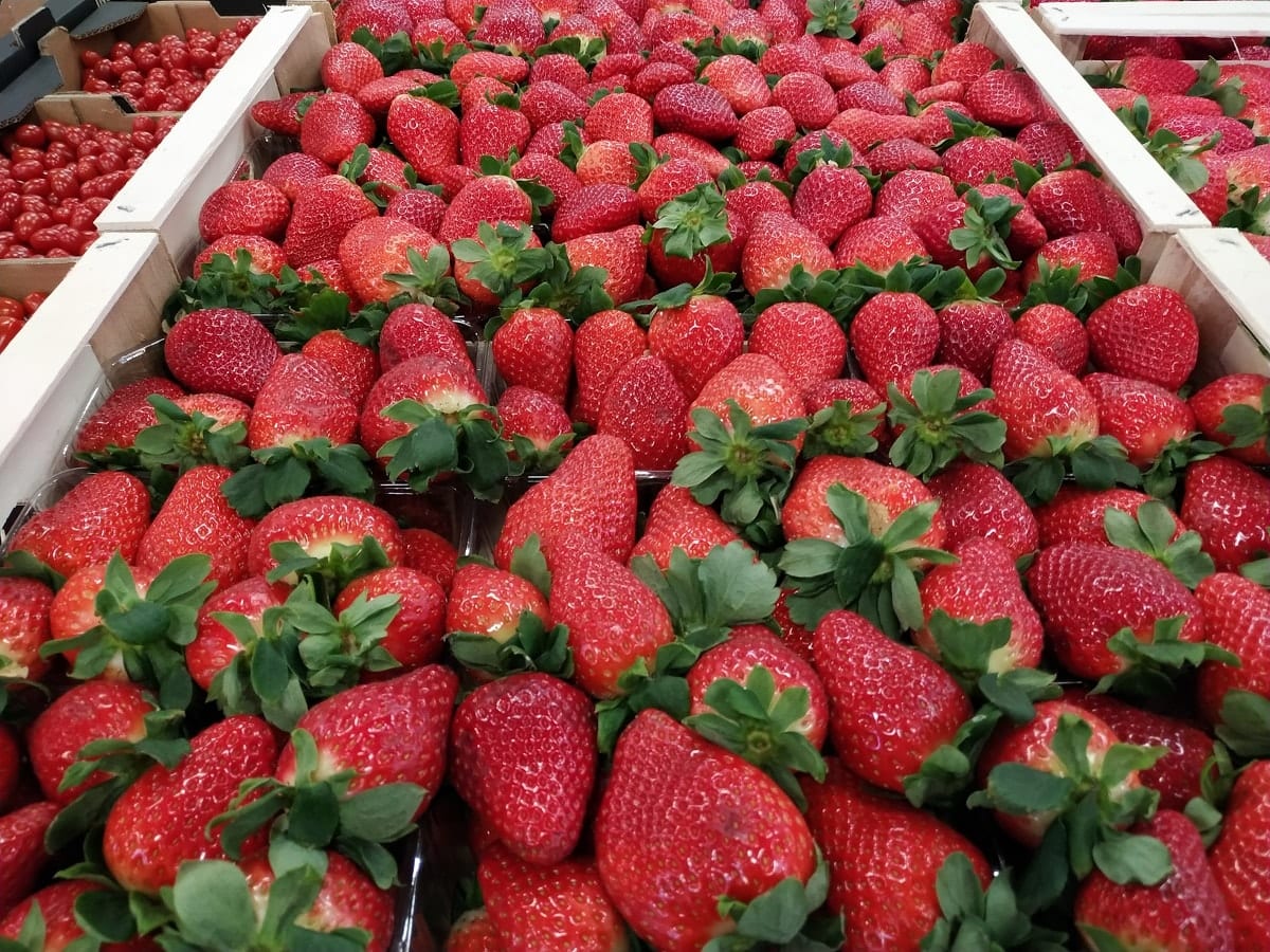 Strawberry Spain pallet quantities directly from the Manufacturer contact with the managing person in Poland