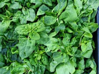 I will sell my own spinach, no spraying. PLN