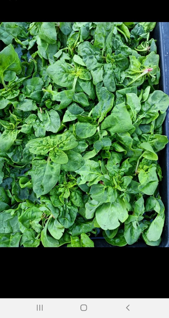 I will sell my own spinach, no spraying