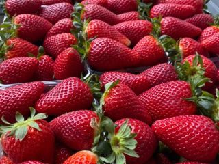 Strawberries from Albani. GLOBAL GAP certificate. Packaging: 9 plastic