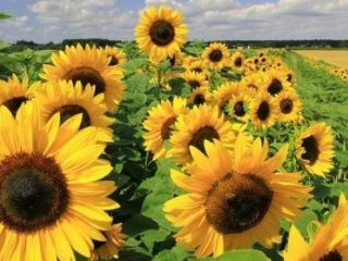 Decorative sunflower flowers for sale. I am the producer.