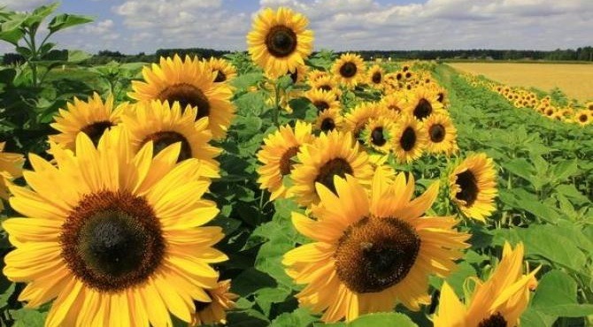 Decorative sunflower flowers for sale
