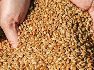 The farm sells wheat. From 100 tons and more.