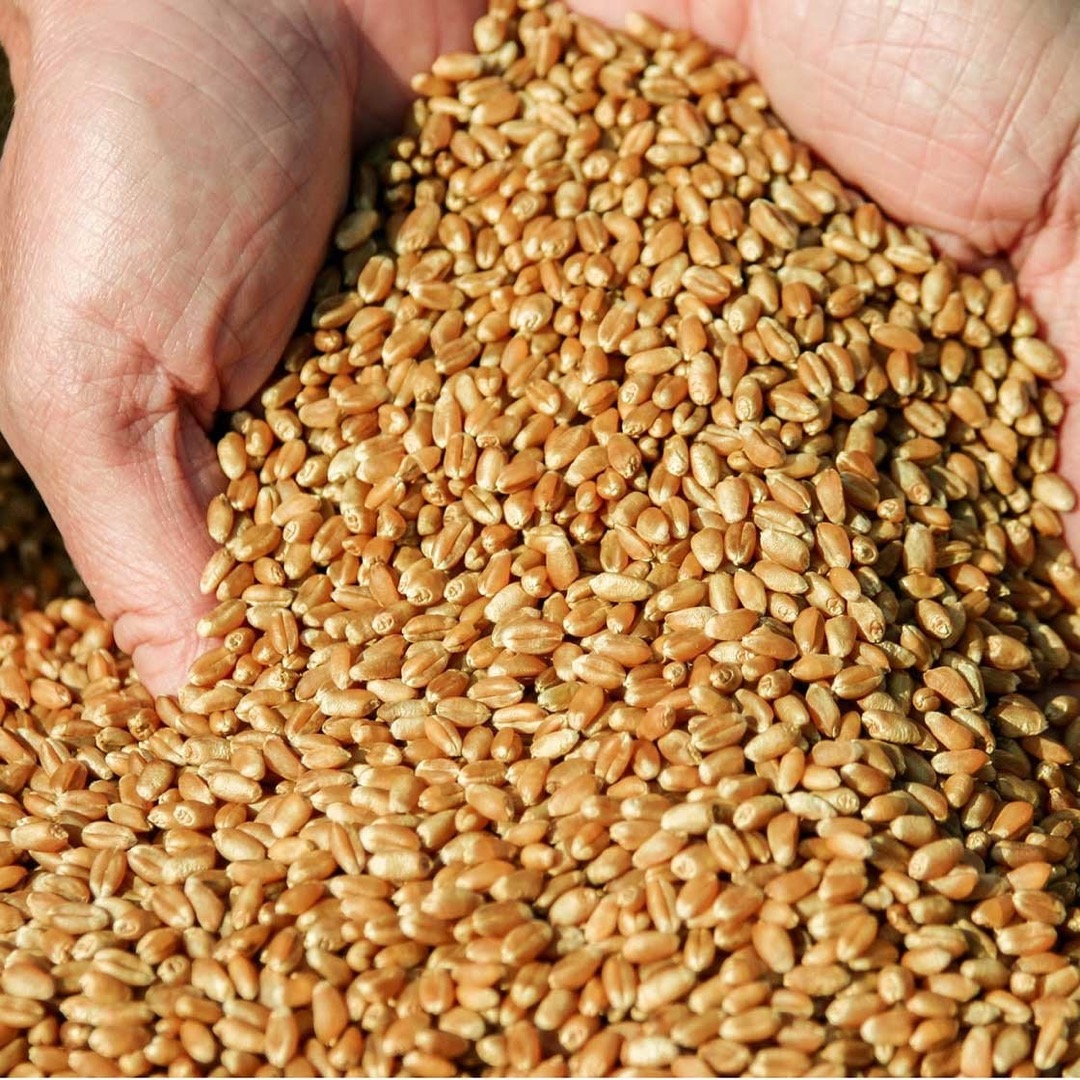 The farm sells wheat