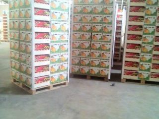 we present you our biological product eureka yelow lime