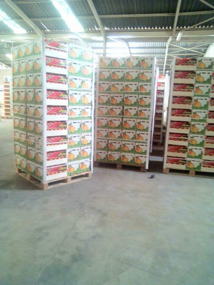 we present you our biological product eureka yelow lime in 15kg wooden or cartoon boxes 24300kg per truck or container