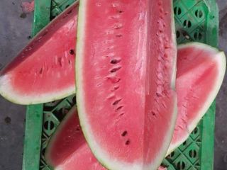 watermelon in 550kg wooden boxes for export from morocco