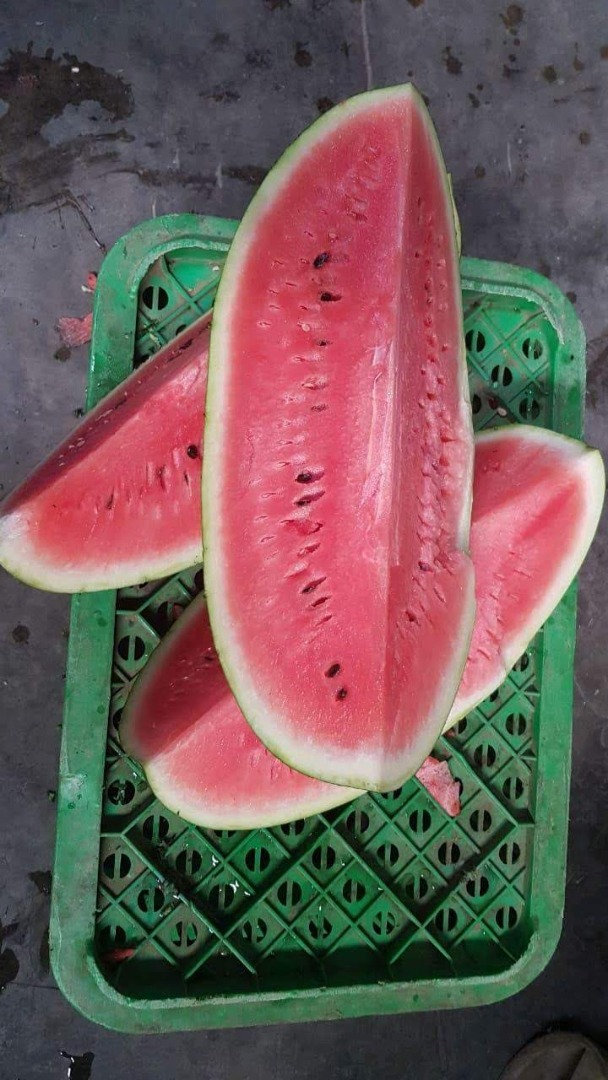 watermelon in 550kg wooden boxes for export from morocco sizes from 12 to 18kg
