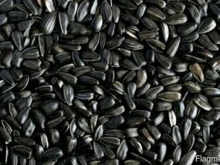 Sell sunflower seeds for oil production. The price is